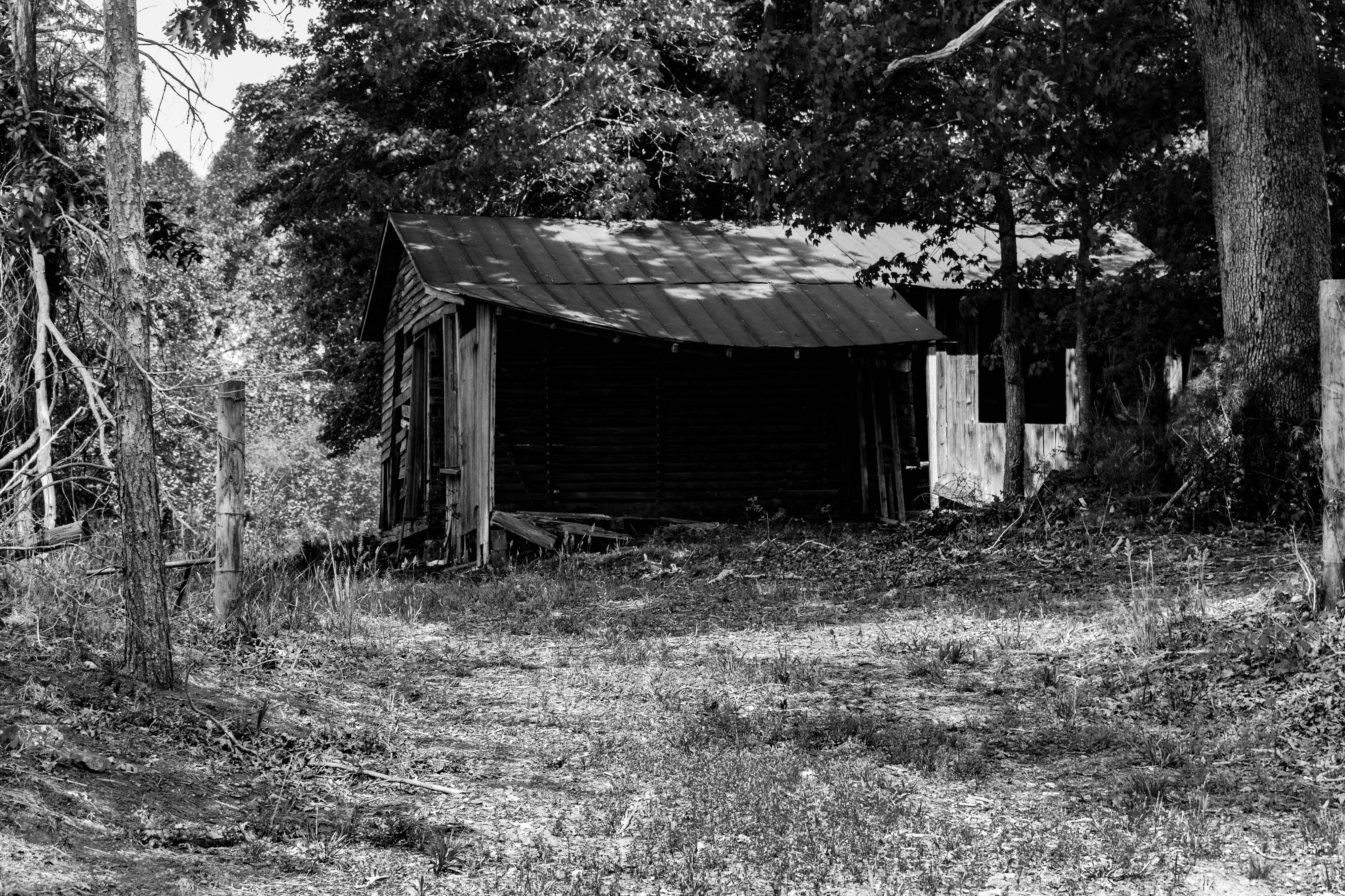 A black and white photo of a barn with a drooping metal roof and trees all around it.