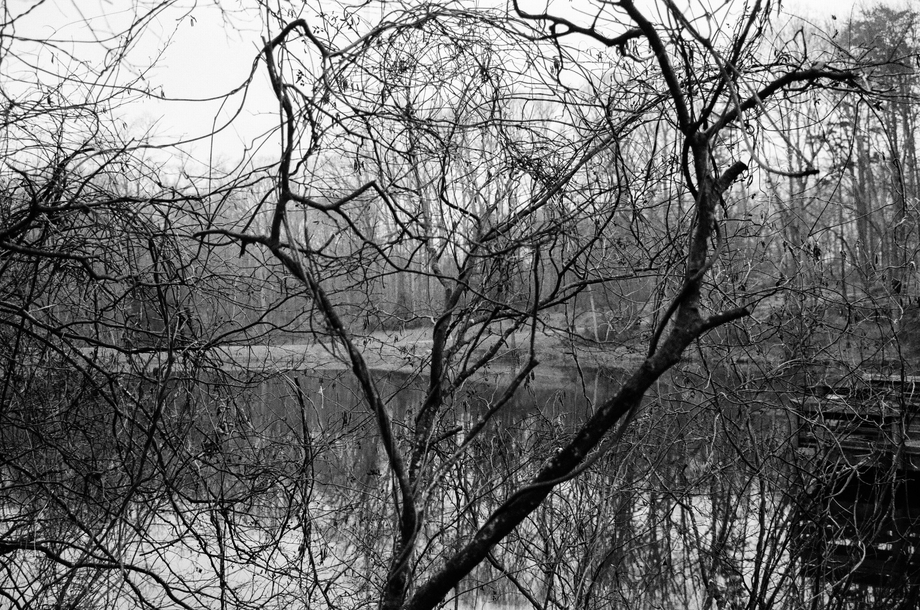 A black and white photo of a lake shot through the bare limbs of a small tree.  There is part of a pier on the right side and a bare forest beyond the lake.