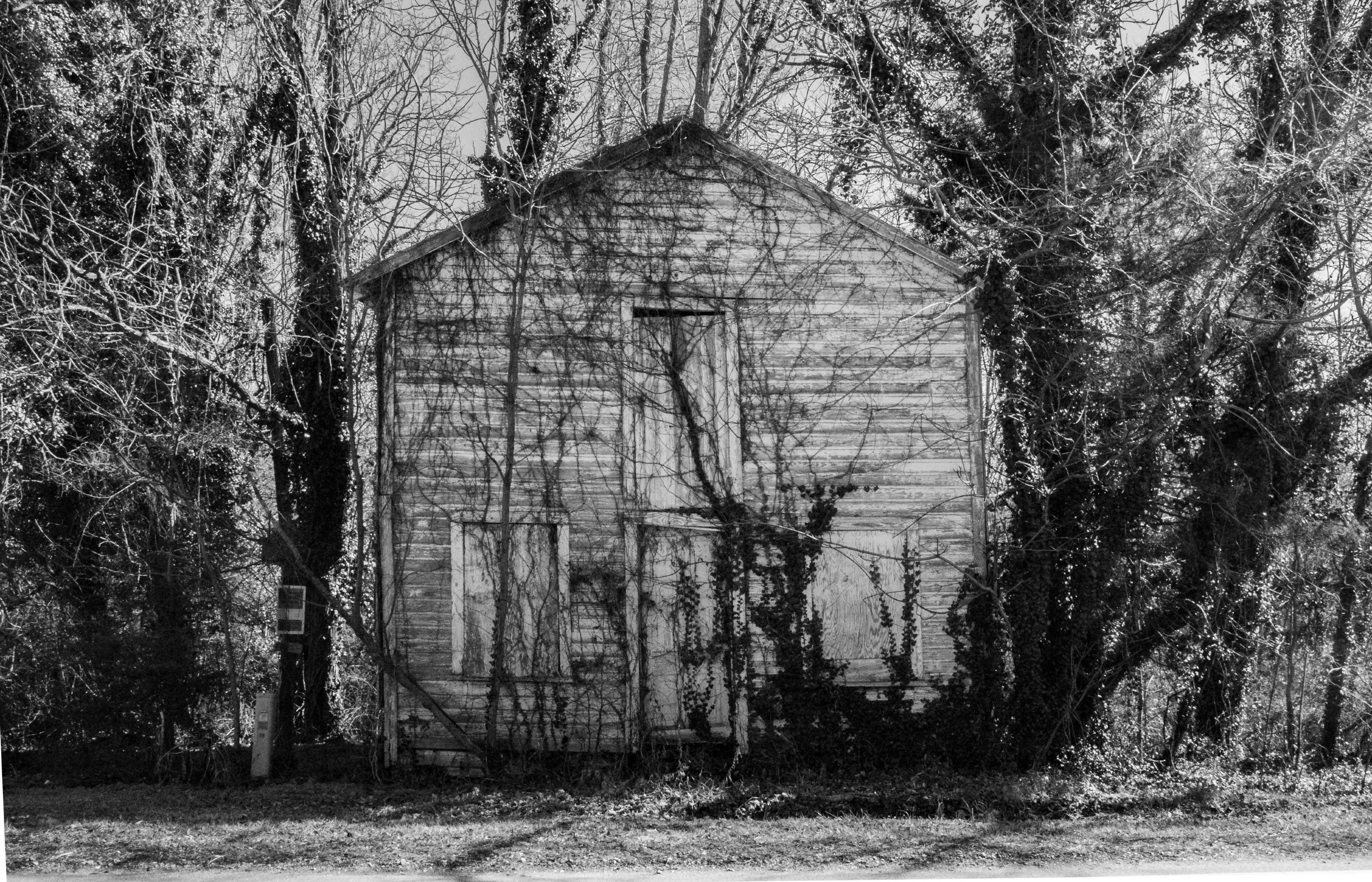 A black and white photo of an abandoned wooden building with boarded up windows.  The dwelling is being slowly reclaimed by nature with vines covering all the exposed surfaces.