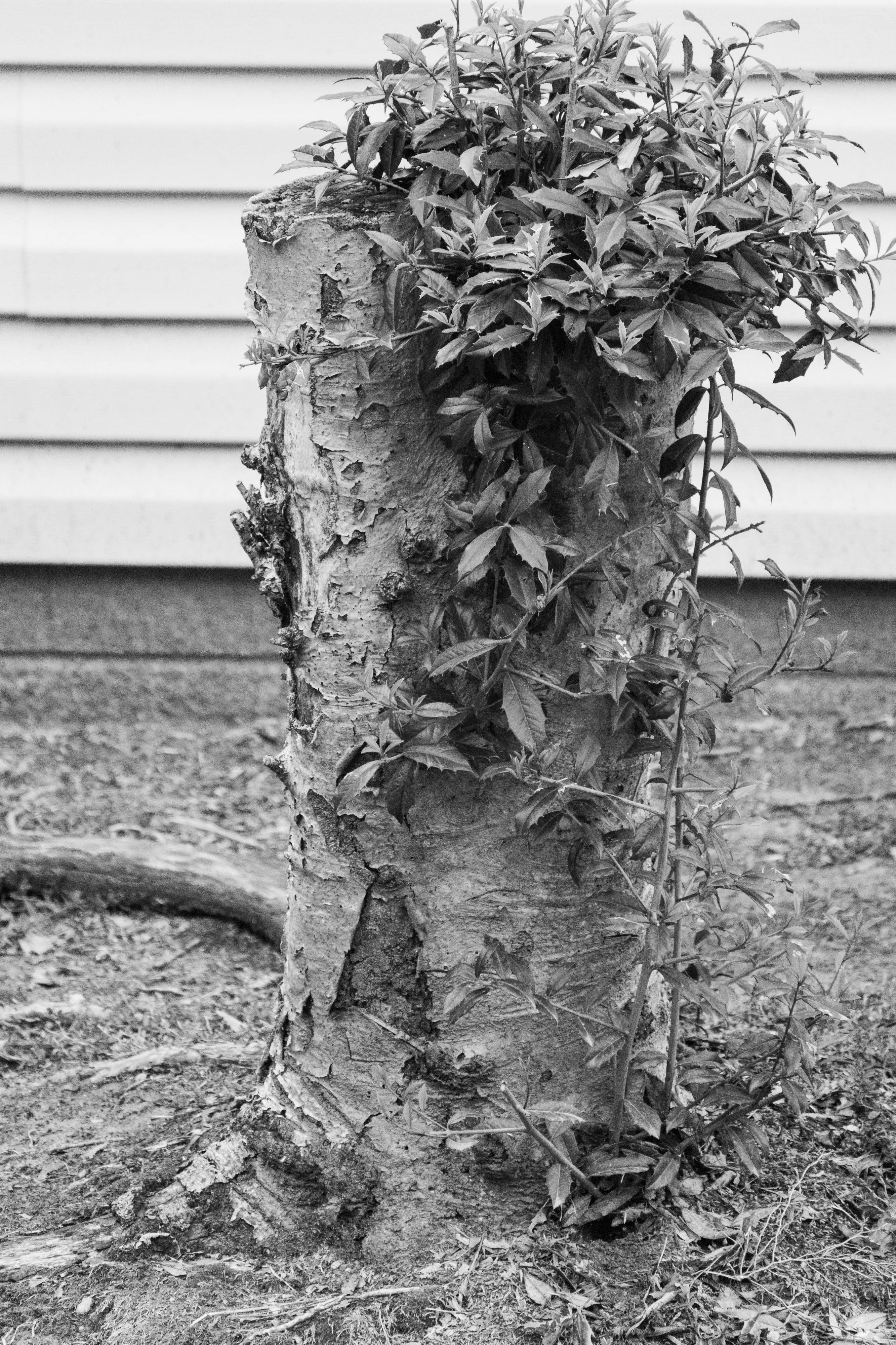 A black and white photo of a tall tree stump with hanging vines.